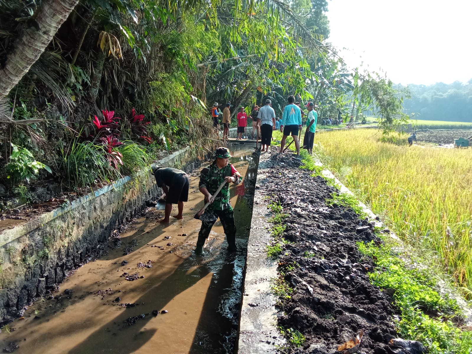 Babinsa Koramil 10/Sambi Bersama Warga Bersihkan Irigasi, Dukung Ketahanan Pangan di Desa Catur