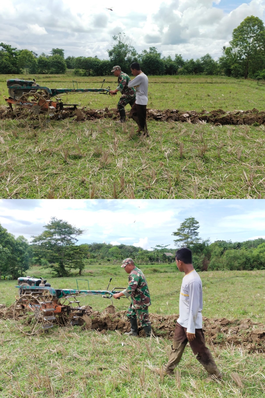 Babinsa Koramil 04/Meureubo Bantu Petani Bajak Sawah Pacu Produktivitas Tanaman Padi