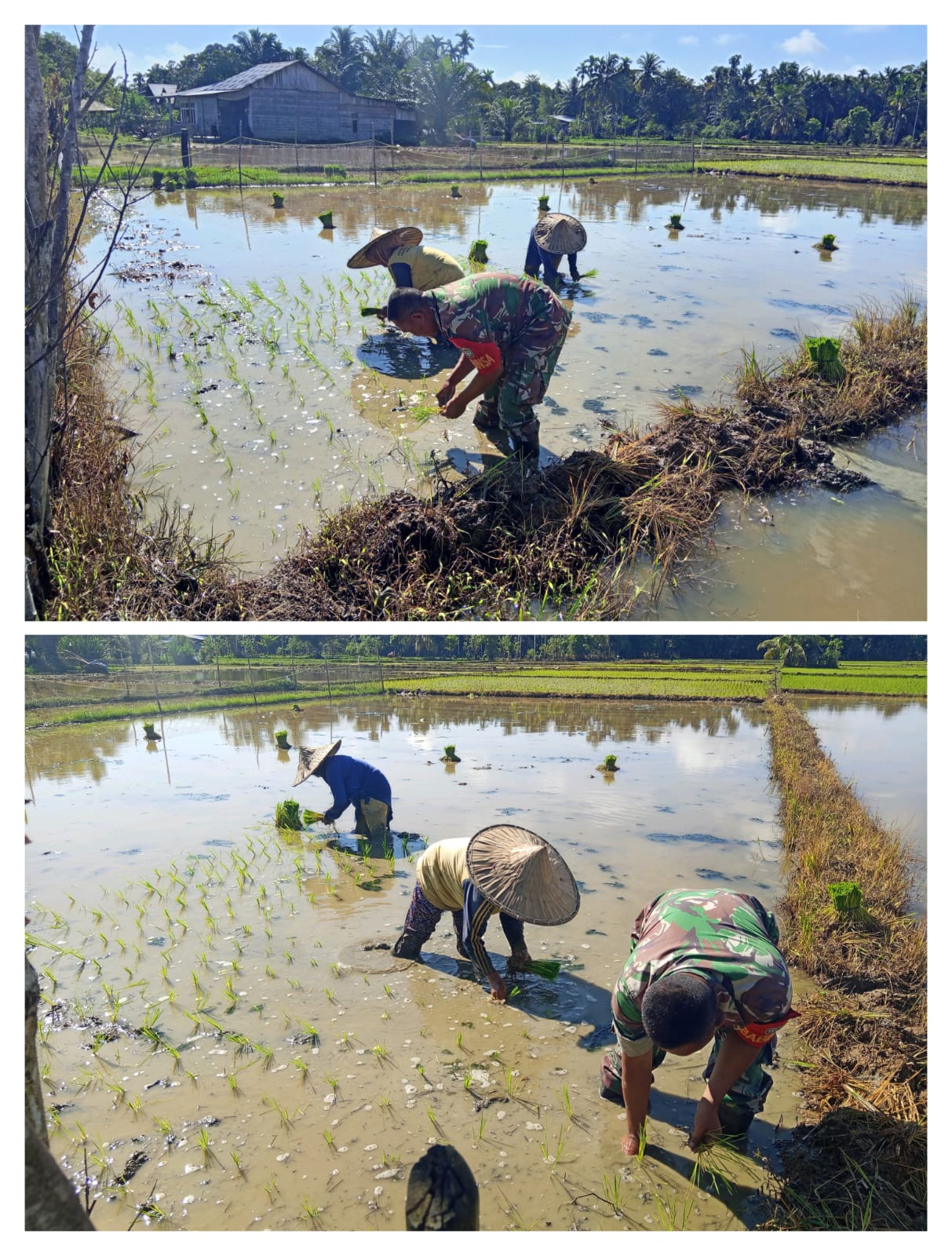 Tingkatkan Ketahanan Pangan Babinsa Posramil 06 Bubon Bantu Petani Menanam Padi