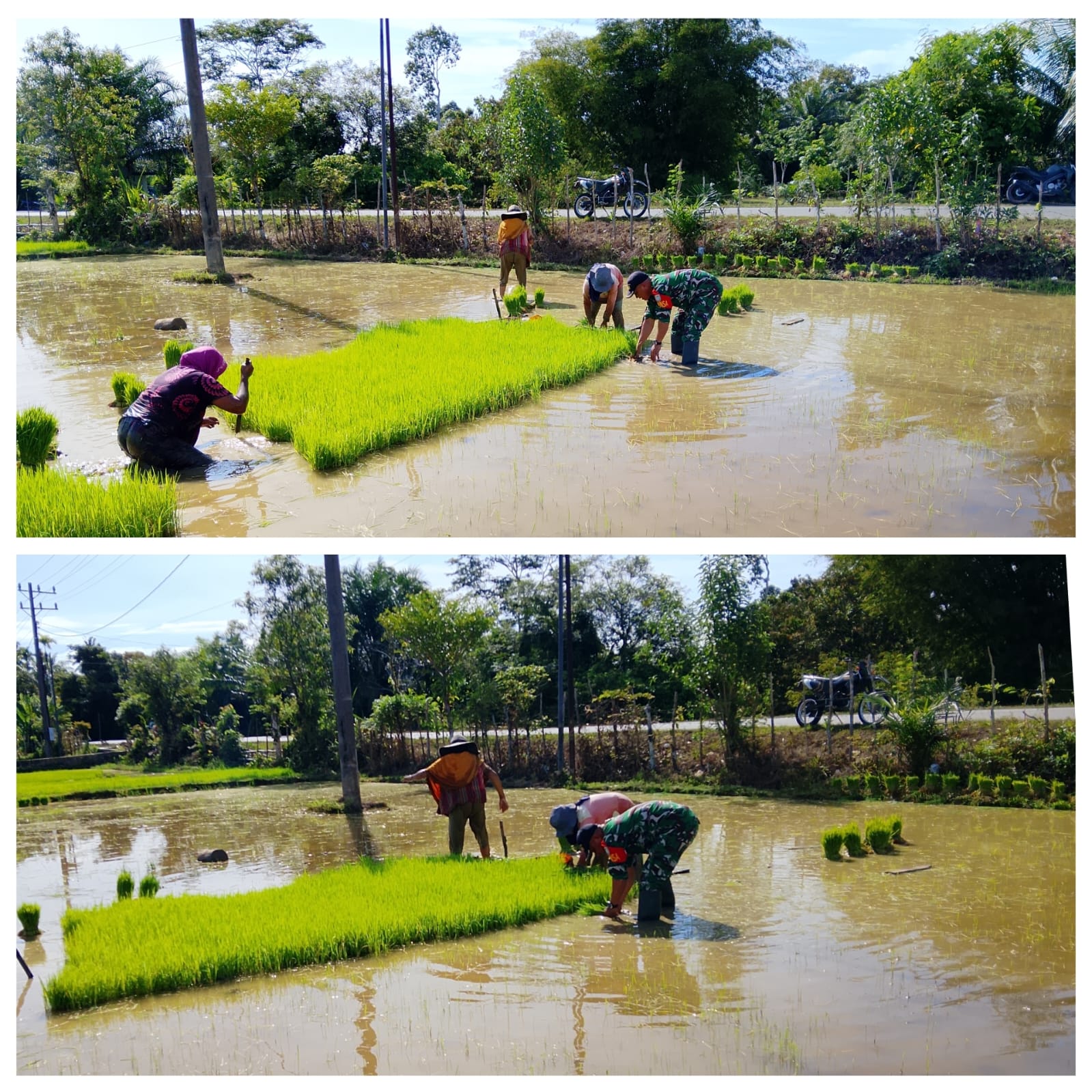 Percepat Masa Tanam, Babinsa 06 Bubon membantu Petani menyabut bibit padi