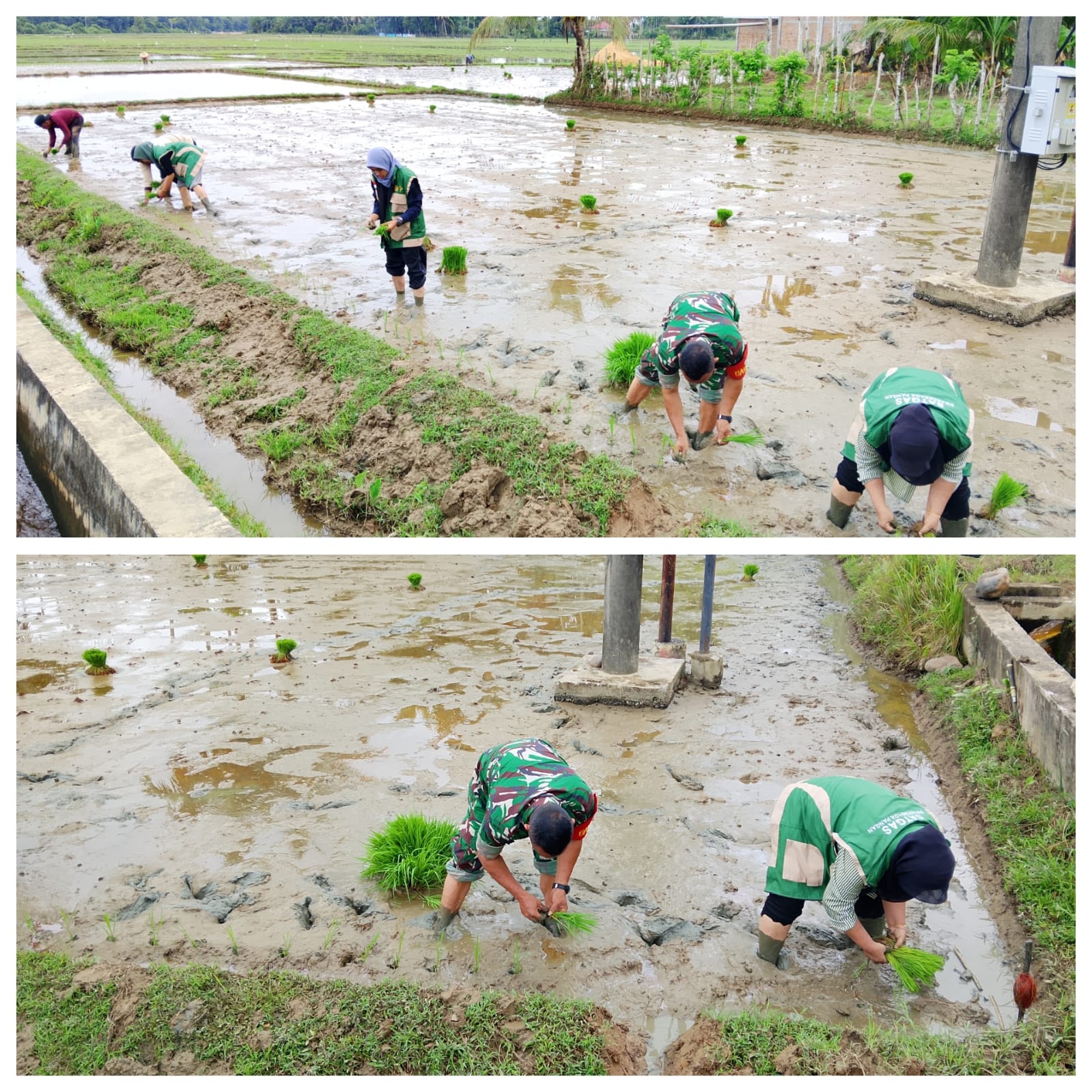 Percepat Masa Tanam, Babinsa 06 Bubon membantu petani menanam padi 