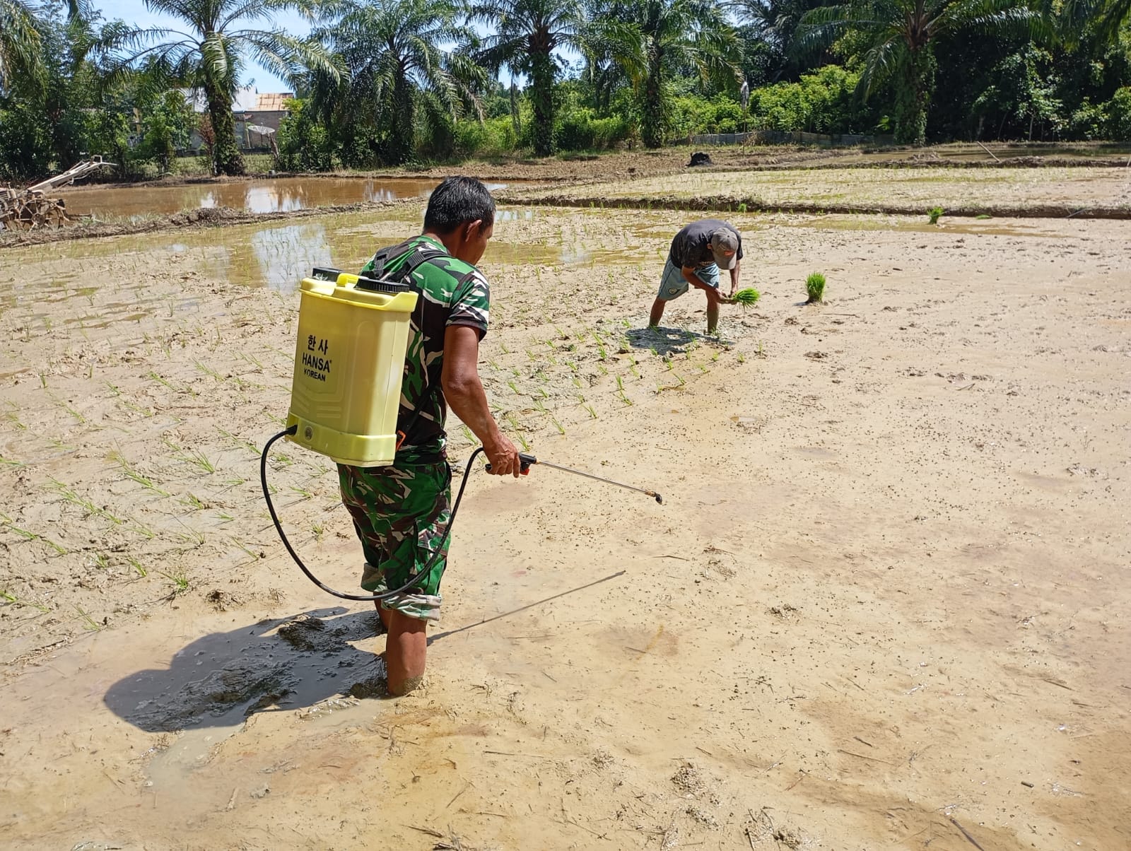 Peduli petani, Babinsa Koramil 09/Samatiga bantu warga semprot hama rumput di sawah Desa Pinem