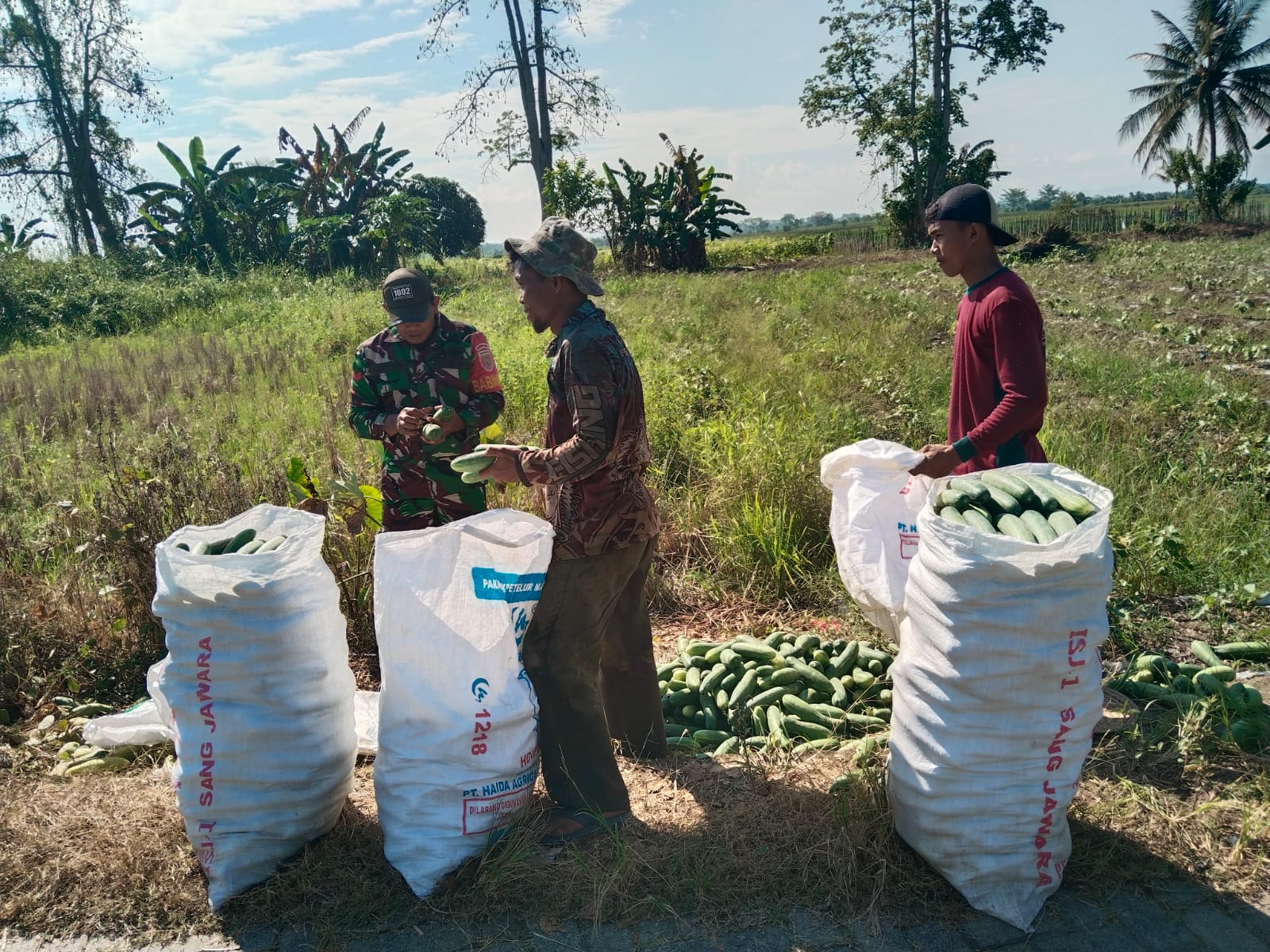 Dukung Ketahanan Pangan, Babinsa Koramil 1002-04/LAS Terjun Bantu Petani Panen Mentimun