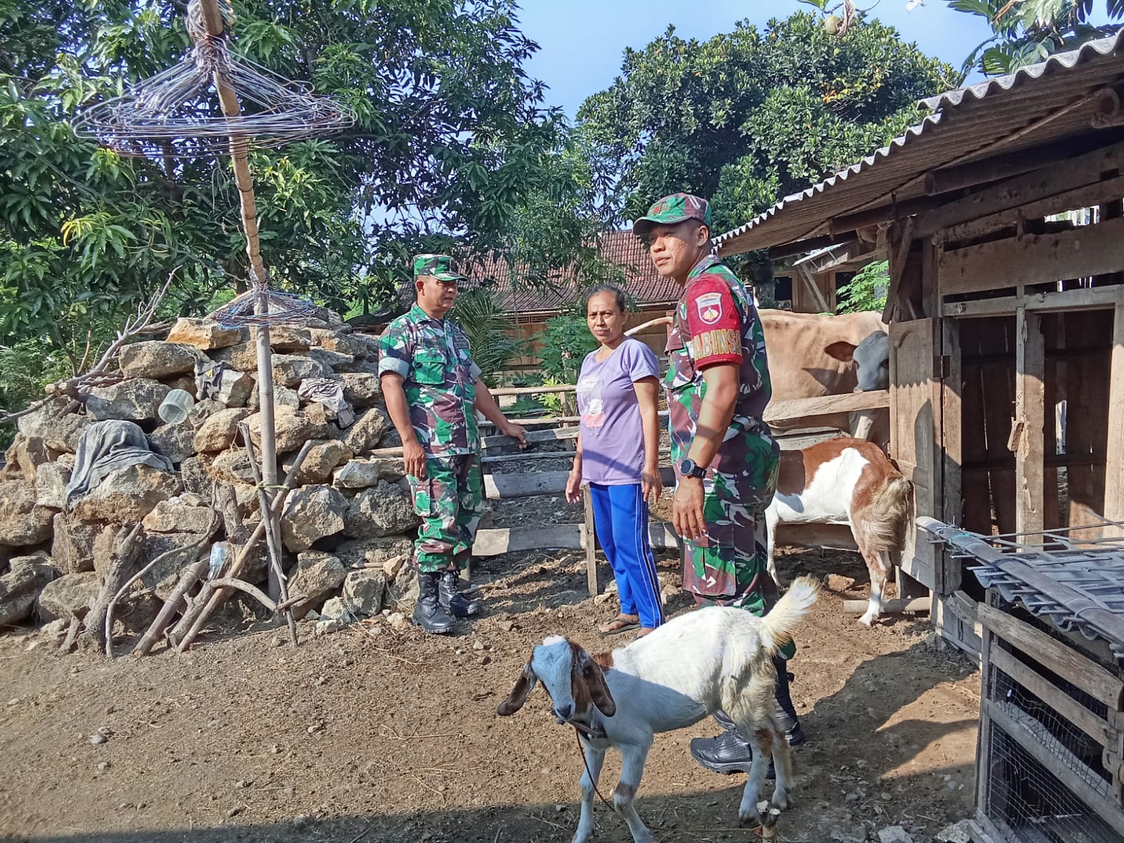Demi Ternak Tetap Produktif, Babinsa Sambangi Kandang Mbah Poni
