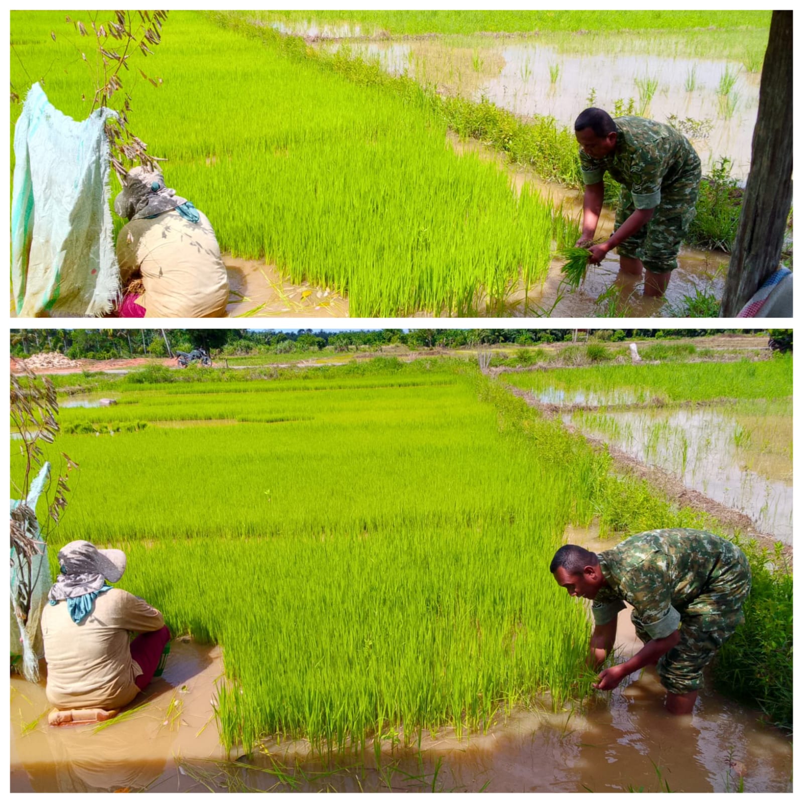‎Babinsa Woyla Barat Terjun ke Sawah, Bantu Cabut Bibit Padi Sekaligus Edukasi Teknik Tanam yang Benar