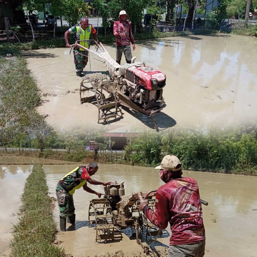 Musim Tanam Tiba, Babinsa Koramil 09/Samatiga Turun Langsung Bantu Petani Desa Pinem Bajak Sawah
