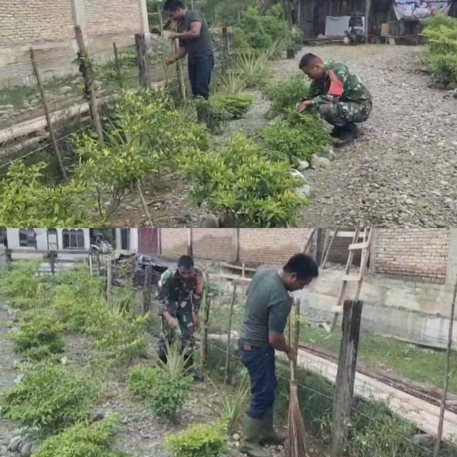 Wujud Kepedulian Ketahanan Pangan, Babinsa Posramil 05/Pante Ceureumen Dampingi Petani Cabai