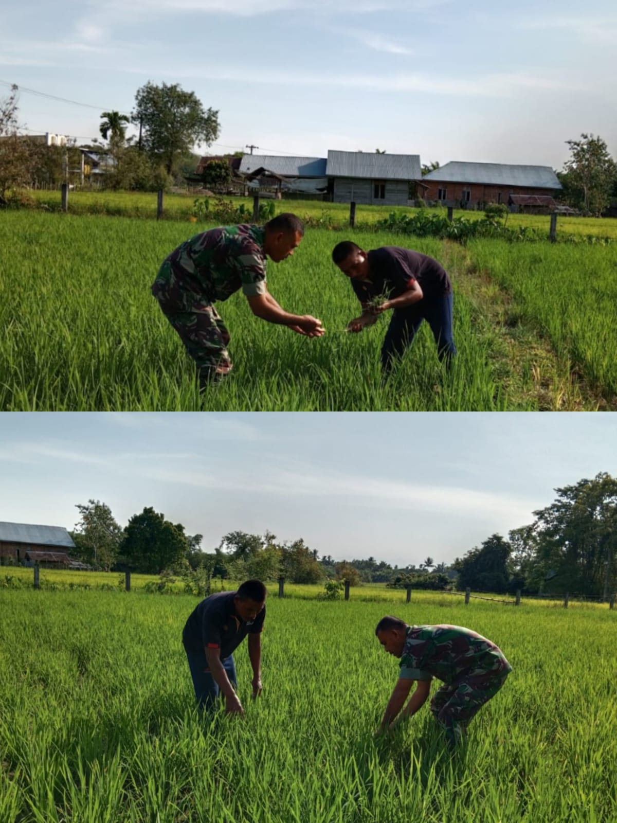 Babinsa Koramil 03 Kaway XVI Tinjau Langsung Perkembangan Padi Warga di Desa Beuregang