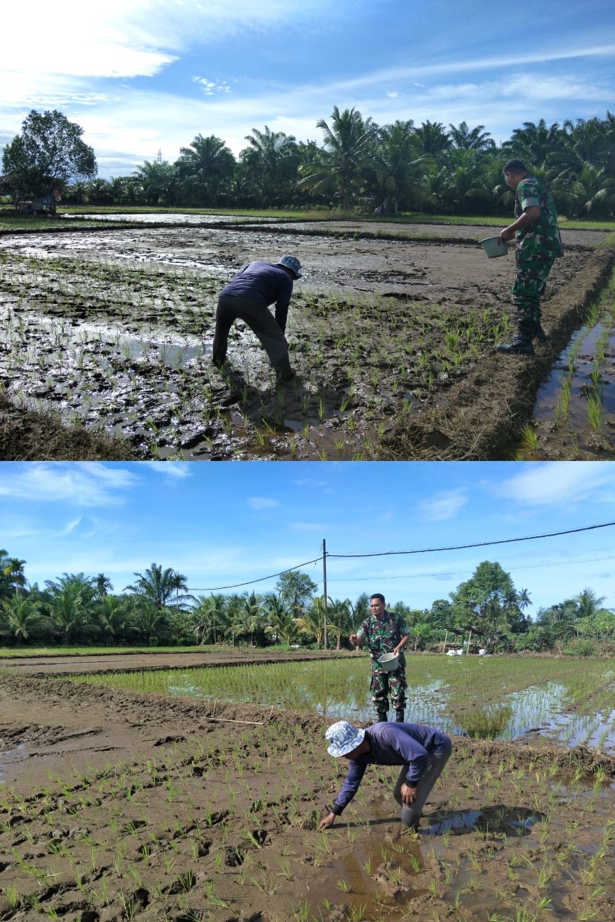 Tingkatkan Produktivitas Pertanian, Babinsa Koramil 04/Meureubo Terjun Langsung Bantu Petani Tabur Pupuk Padi