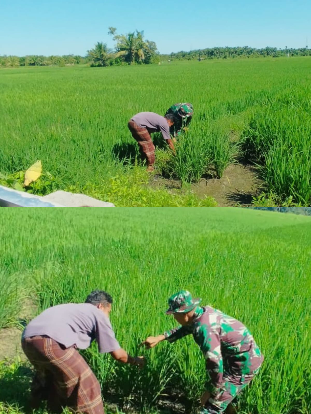 Babinsa Koramil 03 Kaway XVI Cek Langsung Perkembangan Padi di Desa Beuregang