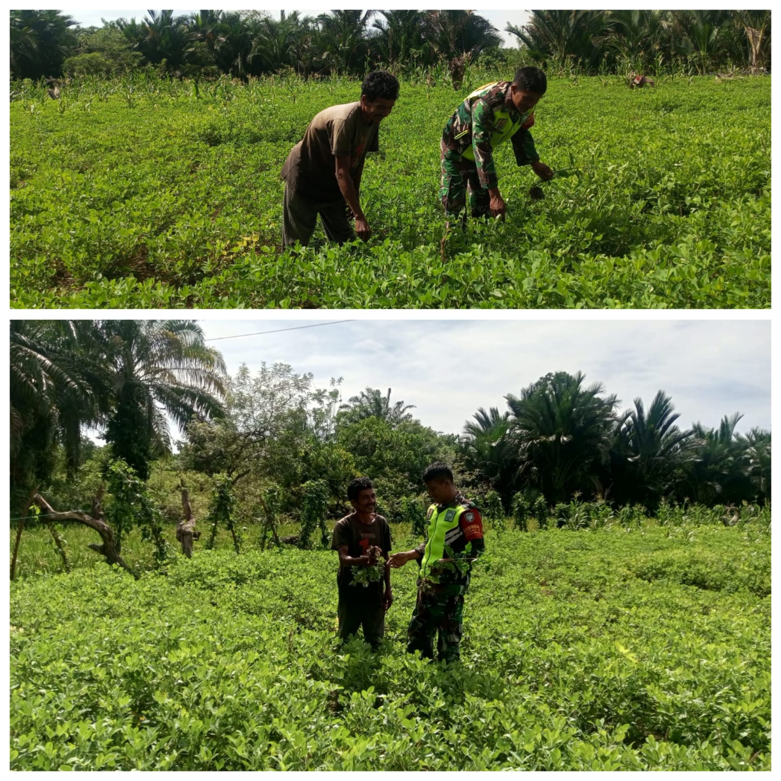 ‎Babinsa Woyla Barat Dampingi Petani Rawat Kacang Tanah, Tekankan Pentingnya Pembersihan Gulma  ‎