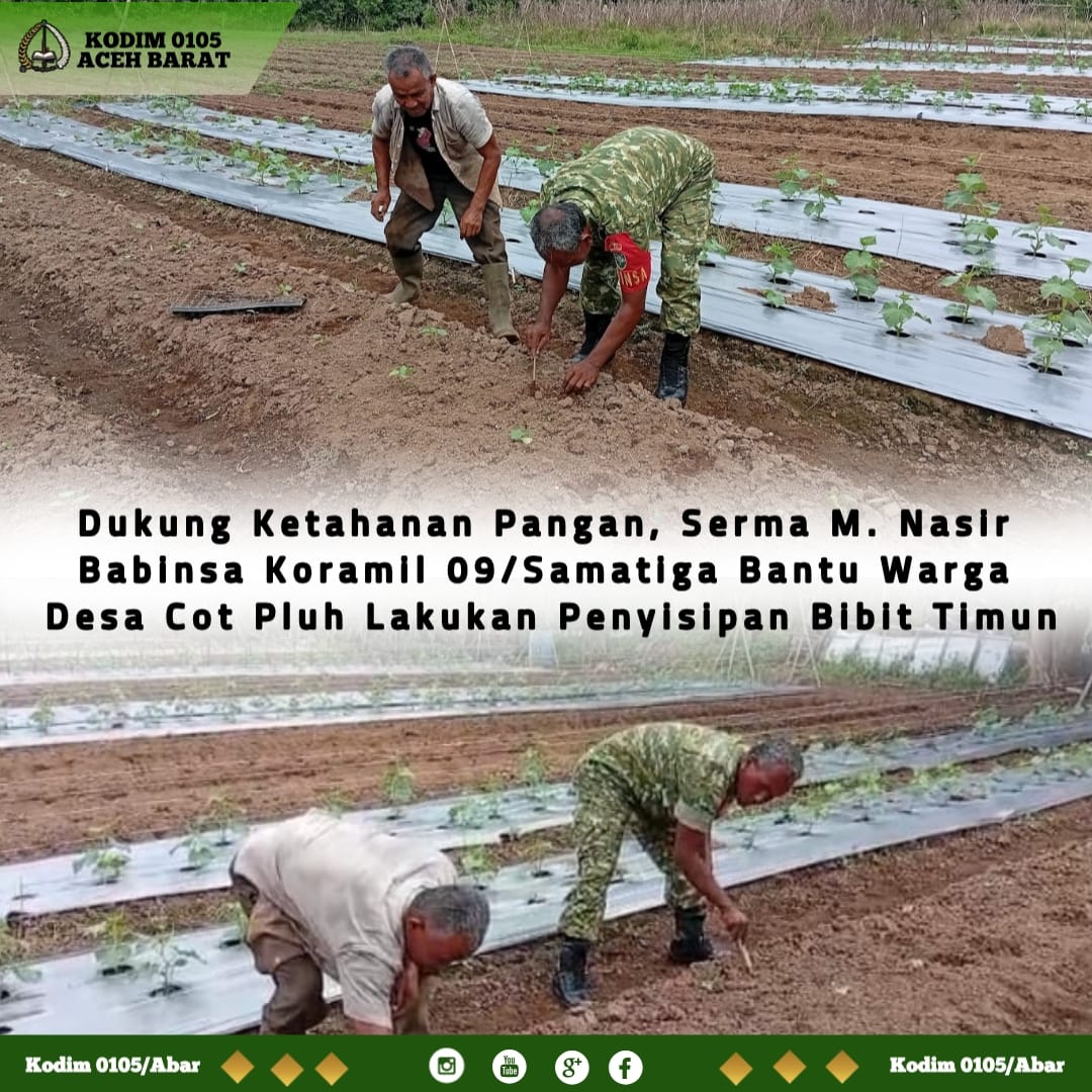 Dukung Ketahanan Pangan, Serma M. Nasir Babinsa Koramil 09/Samatiga Bantu Warga Desa Cot Pluh Lakukan Penyisipan Bibit Timun