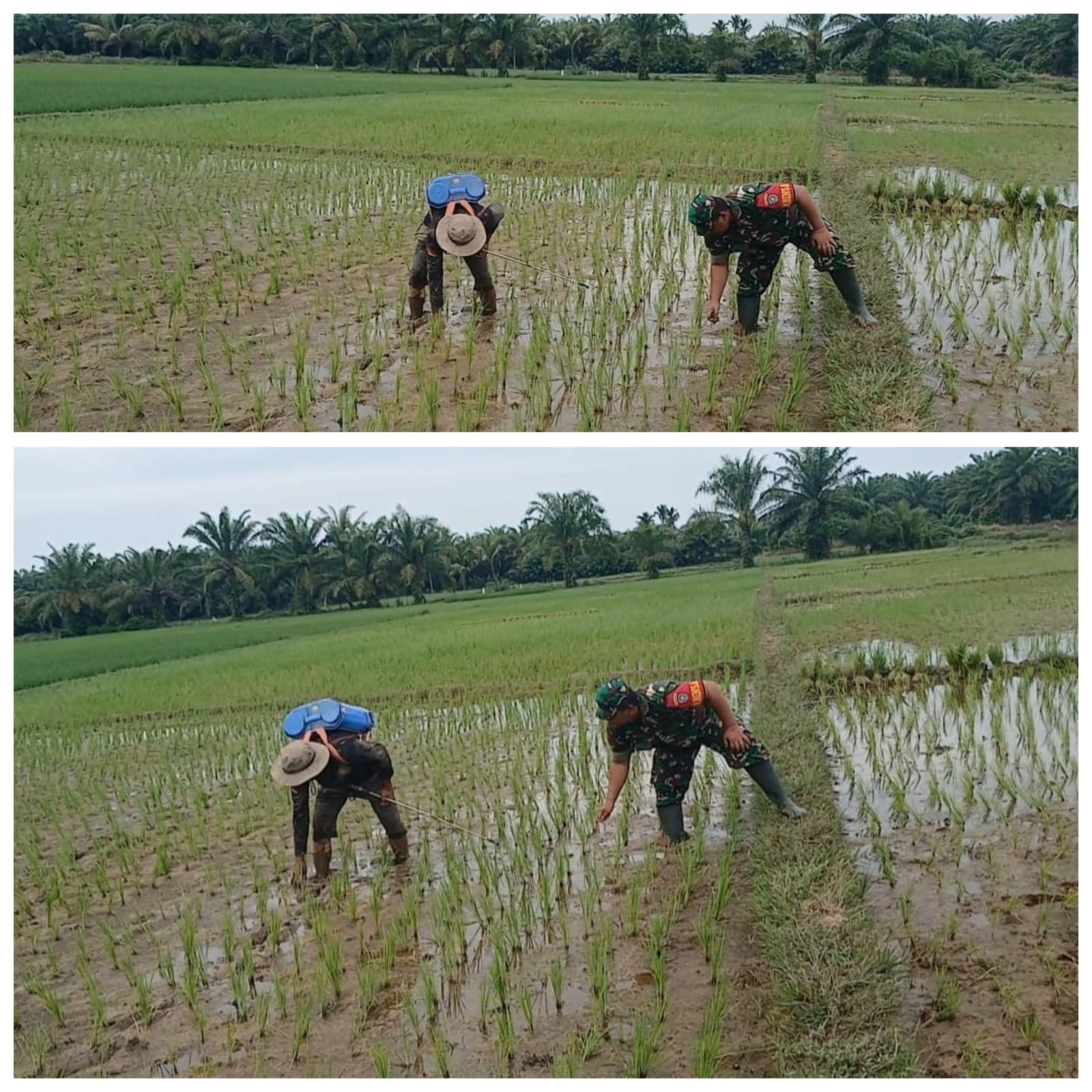 ‎Babinsa Woyla Barat Turun ke Sawah, Bantu Petani Basmi Hama Keong Demi Selamatkan Tanaman Padi
