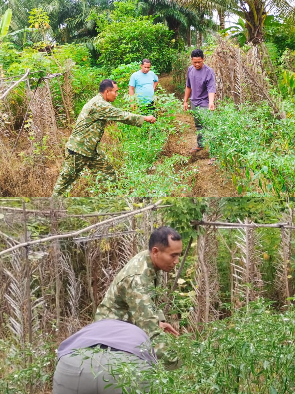 Babinsa Koramil 03 Kaway XVI Tinjau Lokasi Penanaman Cabai Warga di Desa Beuregang