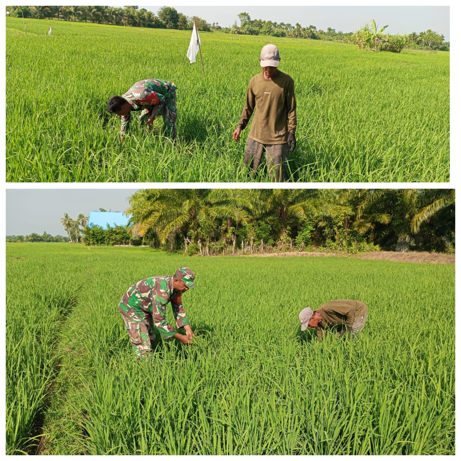 ‎Babinsa Woyla Barat Cek Tanaman Padi, Imbau Petani Segera Semprot Hama Demi Selamatkan Hasil Panen