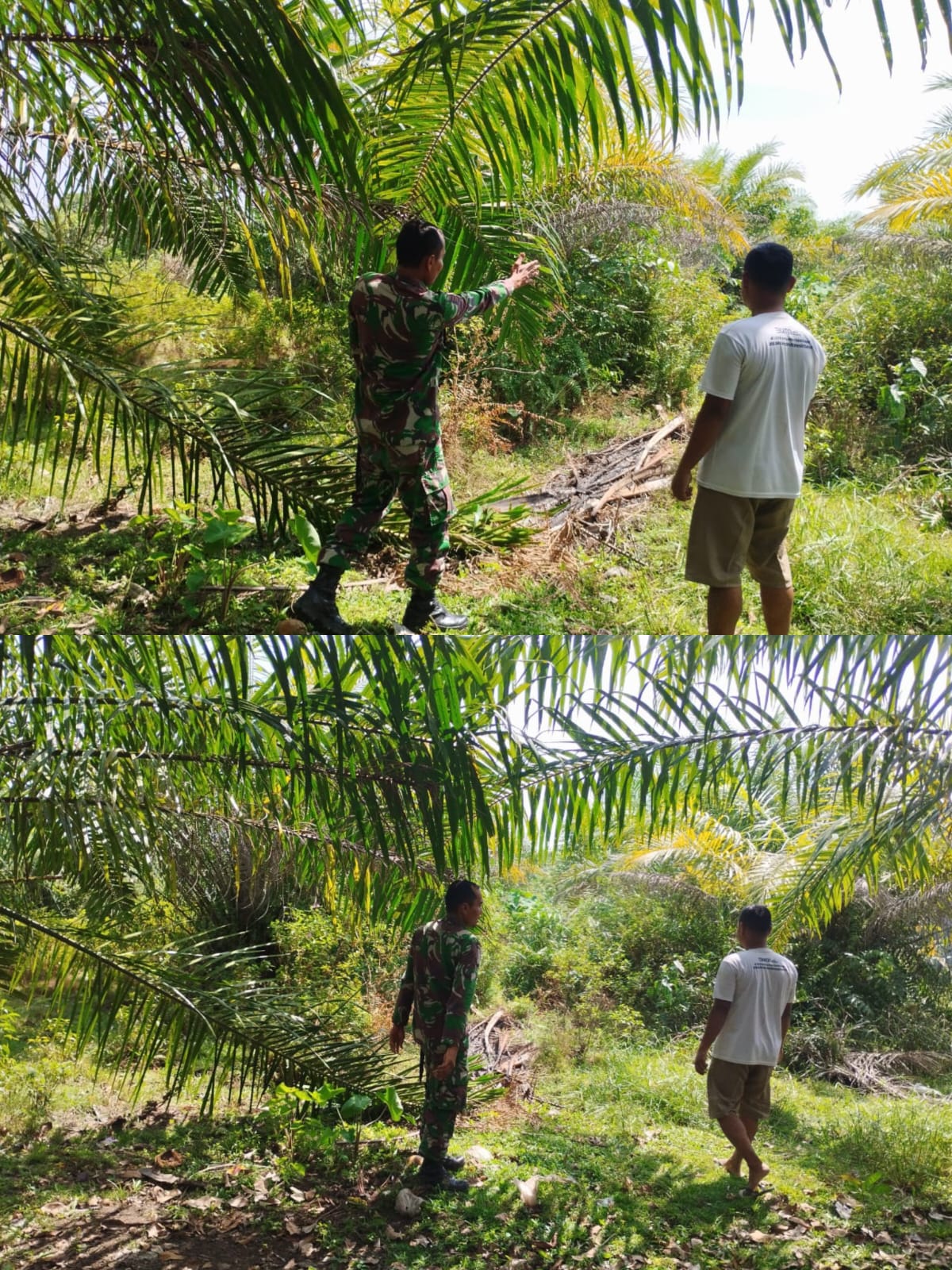Antisipasi Karhutla, Babinsa Koramil 03 Kaway XVI Patroli ke Kebun – Kebun Warga