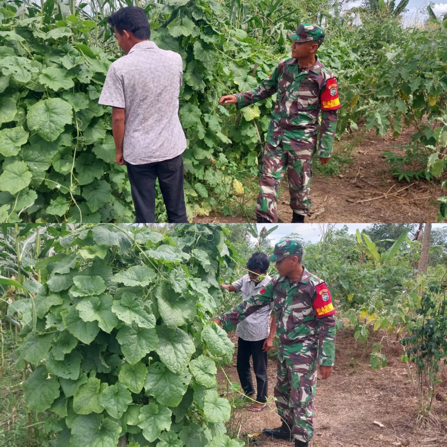 Wujud Nyata Dukungan Ketahanan Pangan, Babinsa Posramil 05/Pante Ceureumen Dampingi Petani Cek Tanaman Sayuran