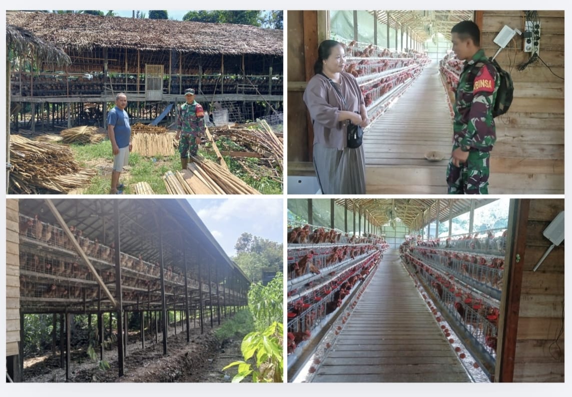 Babinsa Jalin Komsos dengan Peternak Ayam Petelur, Dukung Perekonomian Warga