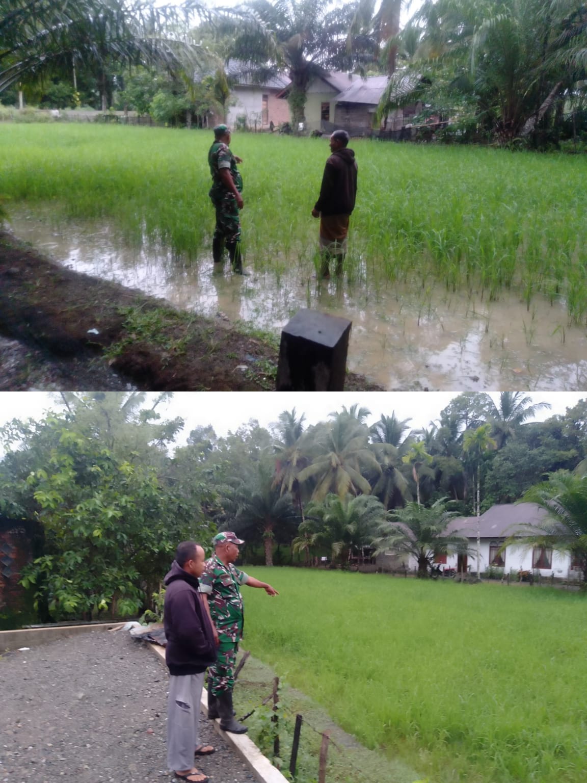 Babinsa Posramil 06/Bubon Dampingi petani Mengecek perkembangan padi di Sawah