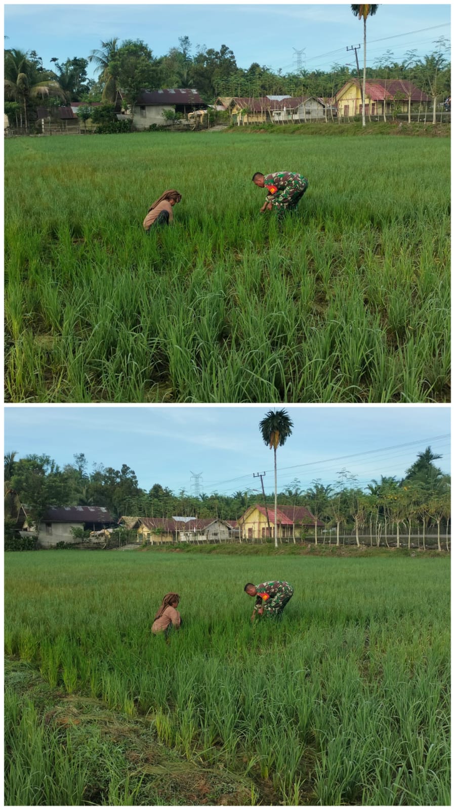 Babinsa Posramil 12/Panton Reu Dampingi Petani Cek Pertumbuhan Padi di Gampong Gunong Mata Ie