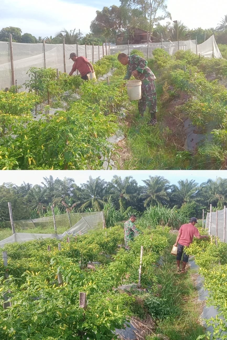 Aktif Turun Ke Desa, Babinsa Koramil 04/Meureubo Bantu Petani Petik Buah Cabai Rawit