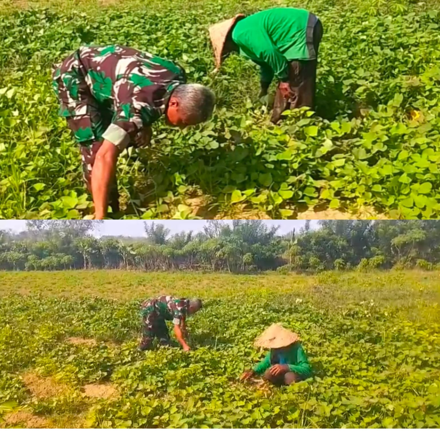 Peduli Pertanian, Babinsa Posramil 05/Pante Ceureumen Bantu Petani Bersihkan Gulma Ubi Jalar
