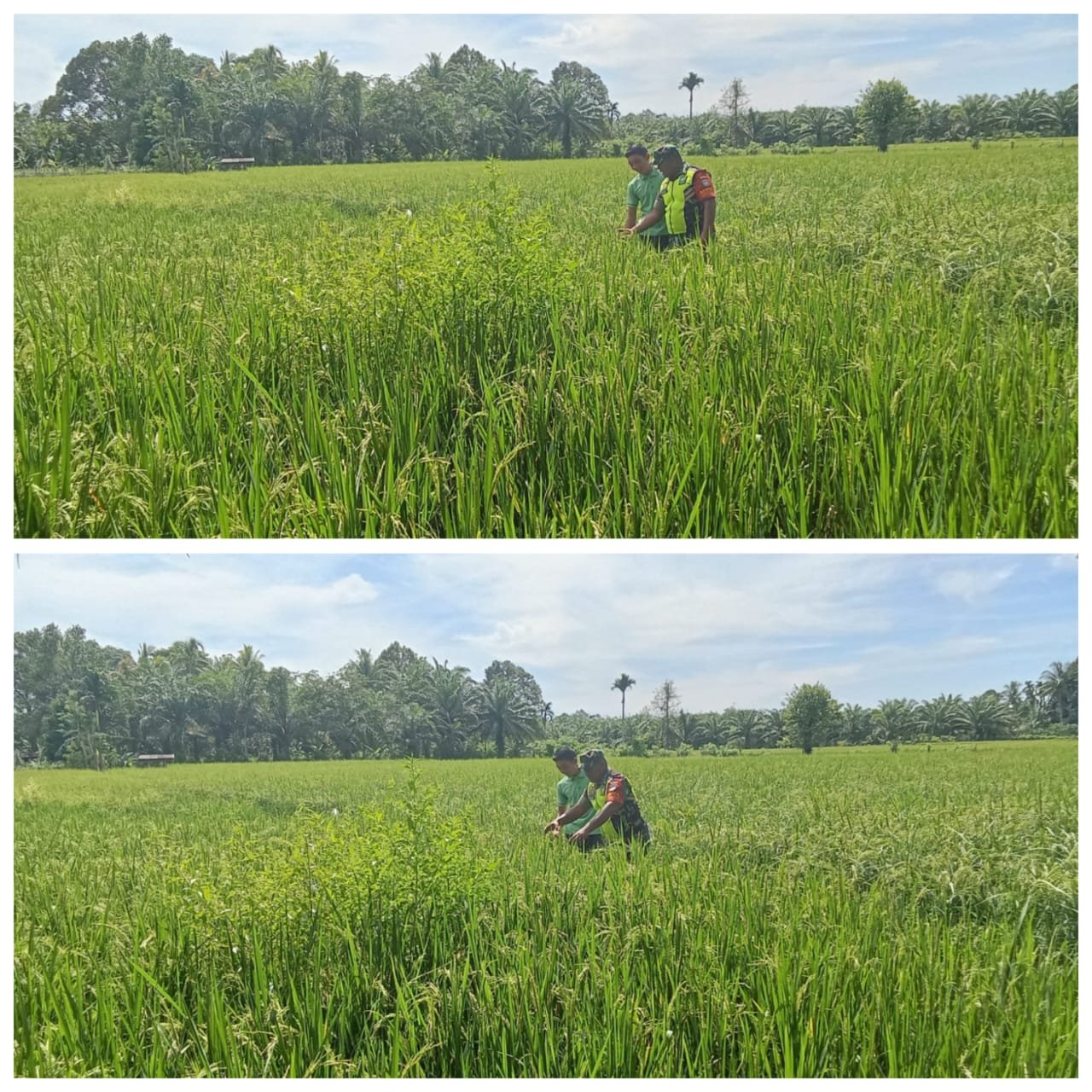 ‎Babinsa Woyla Barat Pantau Padi Mulai Berbunga, Dorong Petani Jaga Produktivitas Panen  ‎