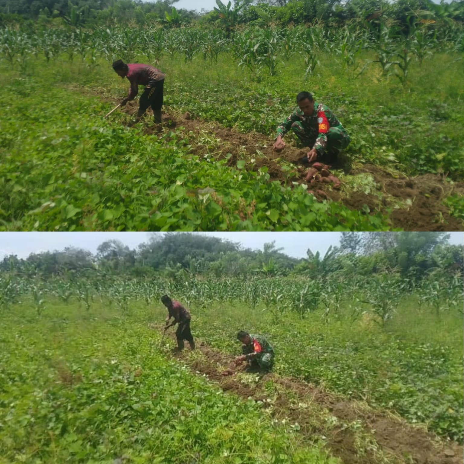 Babinsa Posramil 05/Pante Ceureumen Aktif Dampingi Petani, Panen Ubi Jalar Berjalan Lancar
