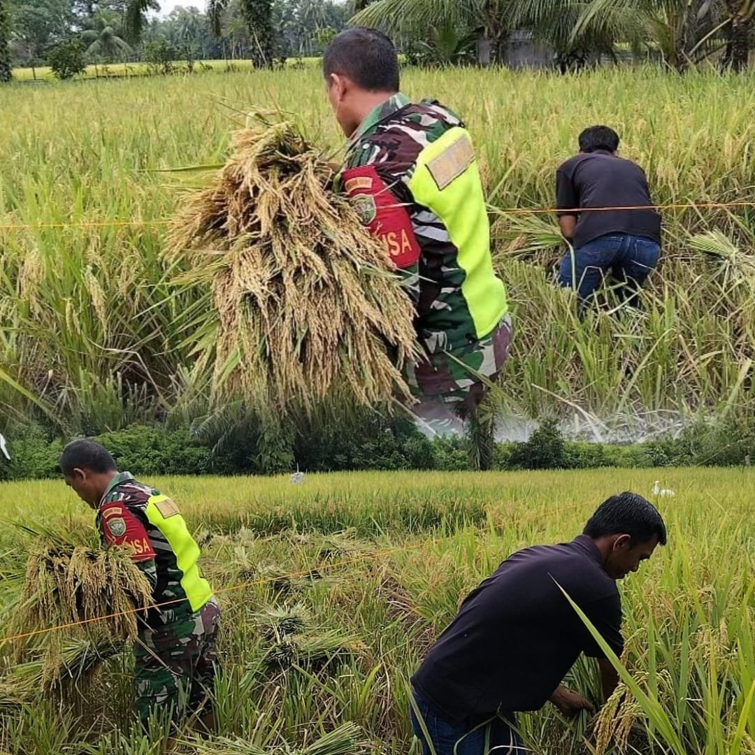 Babinsa Bantu Petani Panen Padi, Wujud Nyata Kepedulian Terhadap Warga Binaan