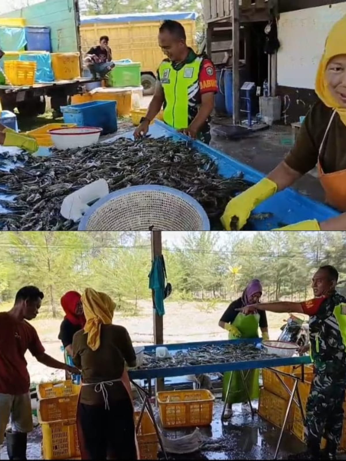 Babinsa Bantu Warga Sortir Udang Hasil Panen  Babinsa Koramil 08/Arongan Lambalek Bantu Warga Sortir Udang Hasil Panen