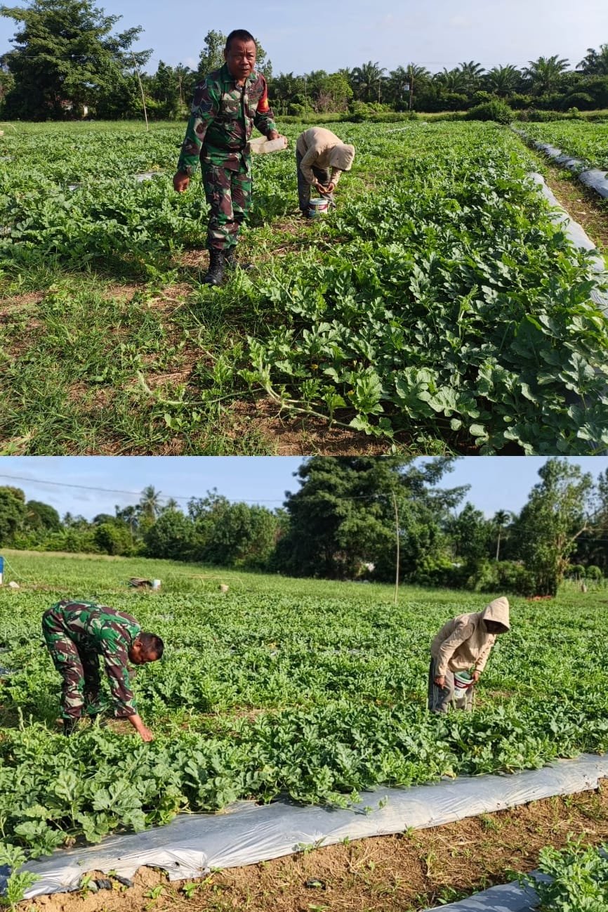 Wujud Dukungan Nyata, Serma Pujianto Pupuk Tanaman Semangka Sekaligus Pupuk Semangat Petani